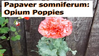 Papaver somniferum Opium Poppies  UK Guide [upl. by Arlena]