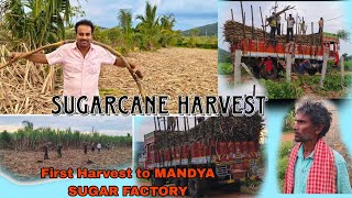 OUR GHATI SUBRAMANYA SUGARCANE HARVEST FARM 🏕️💯 [upl. by Acnayb]