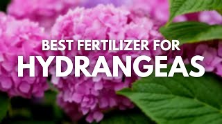 Best Fertilizer For Hydrangeas  Blooming Bright [upl. by Elodia]