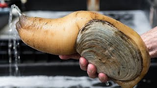 Facts The Pacific Geoduck [upl. by Flora737]