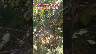 NIAB Castor 2023 HighYielding Wonder  Cyber Agri Extension [upl. by Rosol]