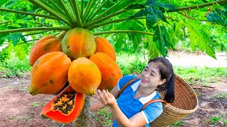 Harvesting Papaya Garden amp Goes To Market Sell  Gardening And Cooking  Lý Tiểu Vân [upl. by Aivital]