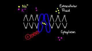 14 Application Active transport and Facilitated Diffusion in Axons [upl. by Sil170]