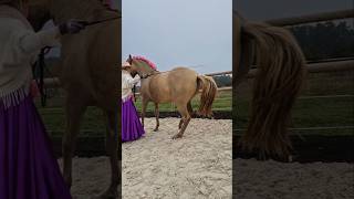 🕊⭕️🌱Liberty circles backwards 🔥Piaff 🦄👑Horse chasing game🌀 💗😴🥰Lounging and cuddling in the sand [upl. by Dlonyar]