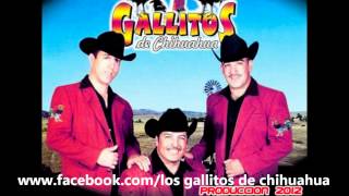 los gallitos de chihuahua  las edades 2012wmv [upl. by Stempson]