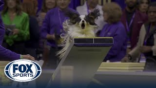 Lark the Papillon wins the 8quot class in the Masters Agility Championship  Westminster [upl. by Fadden370]