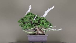 Koji Hiramatsu Takamastu Bonsai Channel [upl. by Ijic591]