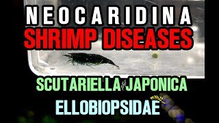 NEOCARIDINA SHRIMP DISEASES PARASITES  Scutariella Japonica amp Ellobiopsidae [upl. by Salta697]