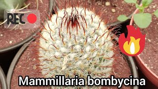 Mammillaria bombicyna cuidados e información 🌵🐢🐢 [upl. by Eliathan833]