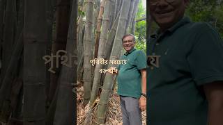 পৃথিবীর সবচেয়ে বড় ঘাস। [upl. by Enneillij]