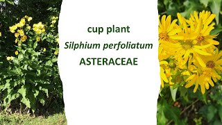 Cup plant Silphium perfoliatum a beautiful sunflower cousin [upl. by Ahseital235]