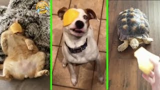 Slice of cheese thrown on pets face dogs cats and turtle [upl. by Bergman225]