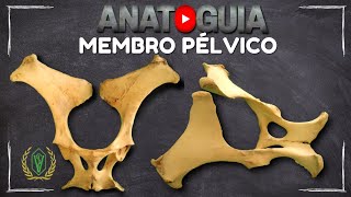 ANATOMIA DO MEMBRO PÉLVICO  ANATOGUIA ep 06 [upl. by Seavir]