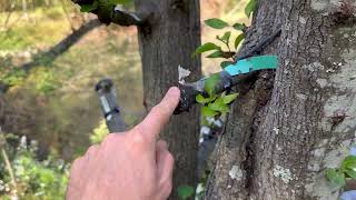 This actually worked Fruiting Pears Grafted onto Flowering Pear [upl. by Eenaffit]