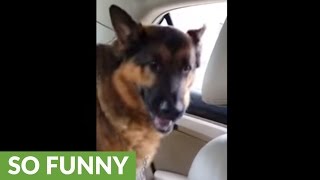 Dog realizes hes at the vet gives priceless reaction [upl. by Nrek]