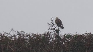 Roughlegged Buzzard PolgiggaSennen West Cornwall [upl. by Goldina86]