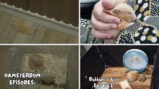 HamsterDom Episodes  Bukkumis Cute Antics  May 26 2024  Vlog 285 [upl. by Savick251]