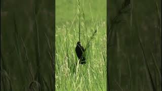 The song of a Bobolink nature birds [upl. by Wayolle]