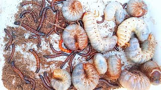 Looking for insects under coconut tree meet beautiful worms and unique animals  nature insects [upl. by Downing]