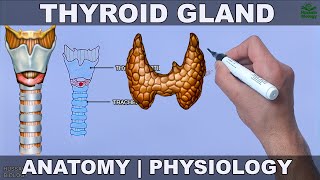 Thyroid Gland  Anatomy Physiology and Histology [upl. by Ezar]