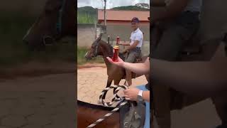 Éguas de Marcha Picada na cavalgada em Comercinho MG  Sem deixar a cerveja cair [upl. by Onaicnop342]