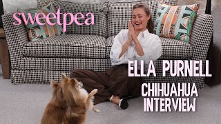 Ella Purnells CHAOTIC interview with Chihuahuas  Sweetpea [upl. by Airyt974]