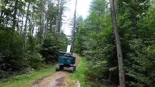 Feller Buncher Cutting large trees [upl. by Asirap]