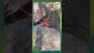 Vibrant Crimson Rosella Exploring the Australian Forest  Dharug Country [upl. by Hyacinthia]