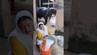 Cow Buffalo farm ये ही जिन्दगी है ✅cow buffalo farming increasemilk village [upl. by Michael]