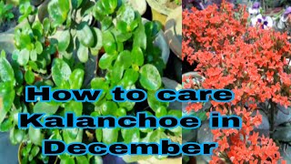 How to care Kalanchoe in December Kalanchoe plant care tips [upl. by Llirrem]