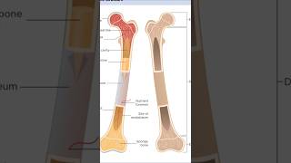 Anatomy of Long Bone Parts 🦴humanbody bones [upl. by Levinson68]