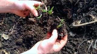 Comfrey Planting Dividing Expanding [upl. by Zimmer]