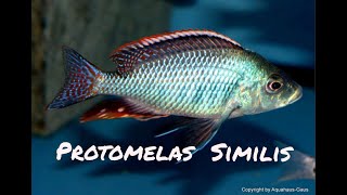 The rare and exotic Protomelas similis [upl. by Millard690]