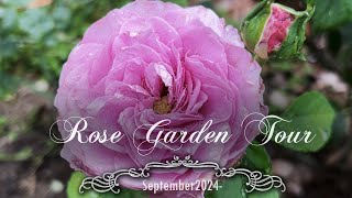 Autumn Rose Garden Tour with names  September 2024  David Austin Tantau [upl. by Joannes]