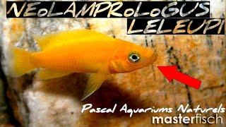 Neolamprologus leleupi cichlidé africain lac Tanganyika  Masterfisch  Pascal Aquariums Naturels [upl. by Reemas313]