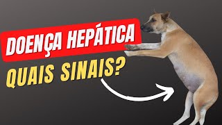 Sinais de Doença no Fígado em Cães Causas Prevenção e Diagnóstico [upl. by Vogeley]