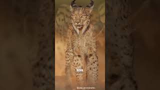 Europe’s Rarest Cat  Iberian Lynx shortsvideo animals catfactoid cat [upl. by Dal]