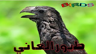 فيديو حيوانات  طيور أنيس  حقائق عن الحيوانات  فيديو اطفال  فيديو المعرفة العامة [upl. by Llamaj]