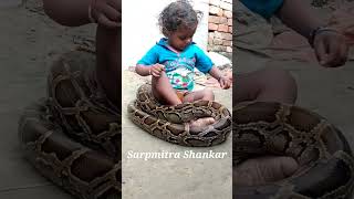 Indian Rock Python and Baby Boy snake Shorts [upl. by Tram]