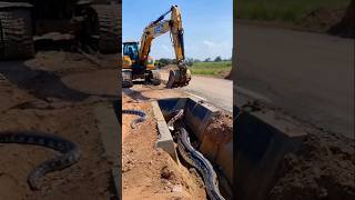 python appears in gutter startles excavator youtubeshorts [upl. by Kenyon606]