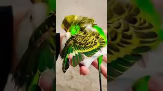 Australian parrots mating foryou parrots020 bird parrot parrort birds budgies budgey [upl. by Oicirtap321]