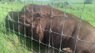 Midewin National Tallgrass Prairie Buffalo [upl. by Caren400]