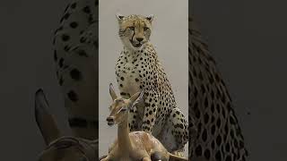 The antelope had just given birth when she encountered the leopard 101 animals wildlife [upl. by Eissirhc]