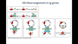 DoubleStrand Break DSB repair [upl. by Acitel]