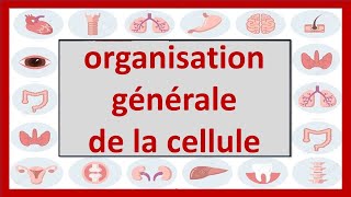 🔴CYTOLOGIE  ORGANISATION GÉNÉRALE DE LA CELLULE  CELLULE EUCARYOTE  CELLULE PROCARYOTE ET VIRUS [upl. by Enirok]