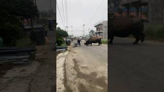 Rhinoceros 🦏 attack in public place peopleshortstrandingviralvideoviralshortsrhinoceros😳😮 [upl. by Nnaeirb]