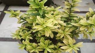 Ixora Plant Care Hindi  How to Grow amp Care Chinese Ixora Plant in Pots [upl. by Bashemath]