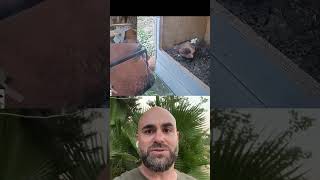 Dr Motti Charter cleans barn owl box 2 live cam birds wildlife nature birdcam [upl. by Watt402]