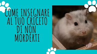 PERCHE IL CRICETO TI MORDE come insegnargli a non farlo [upl. by Anahsahs]