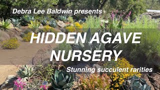 Hidden Agave Nurserys Stunning Succulent Rarities [upl. by Atthia]